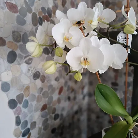 Elli's Moseloase - * Riol