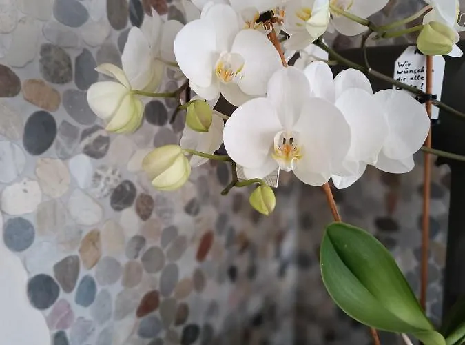 Elli's Moseloase - * Riol